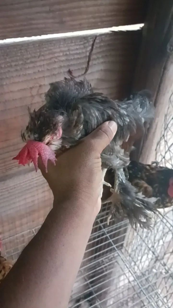 Galo Mini garnisé  - Foto 2