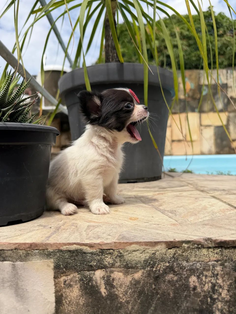 Chihuahuas - Foto 4