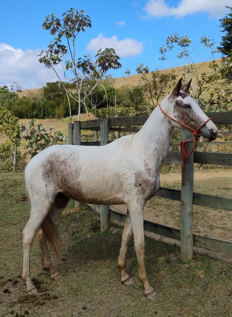 Égua Pampa do olho Azul  - Foto 2