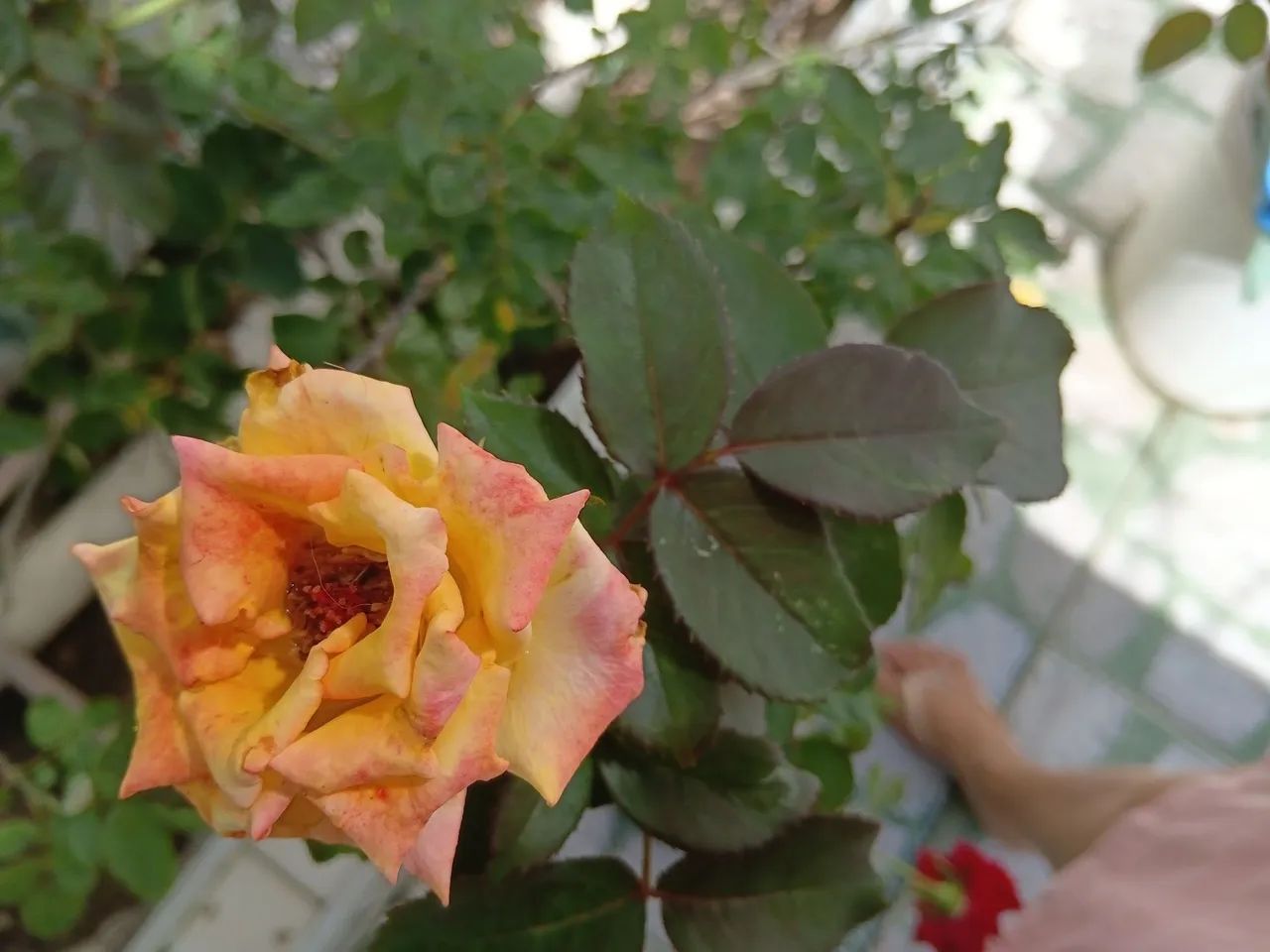Vendo roseiras amarela e vermelha  - Foto 2