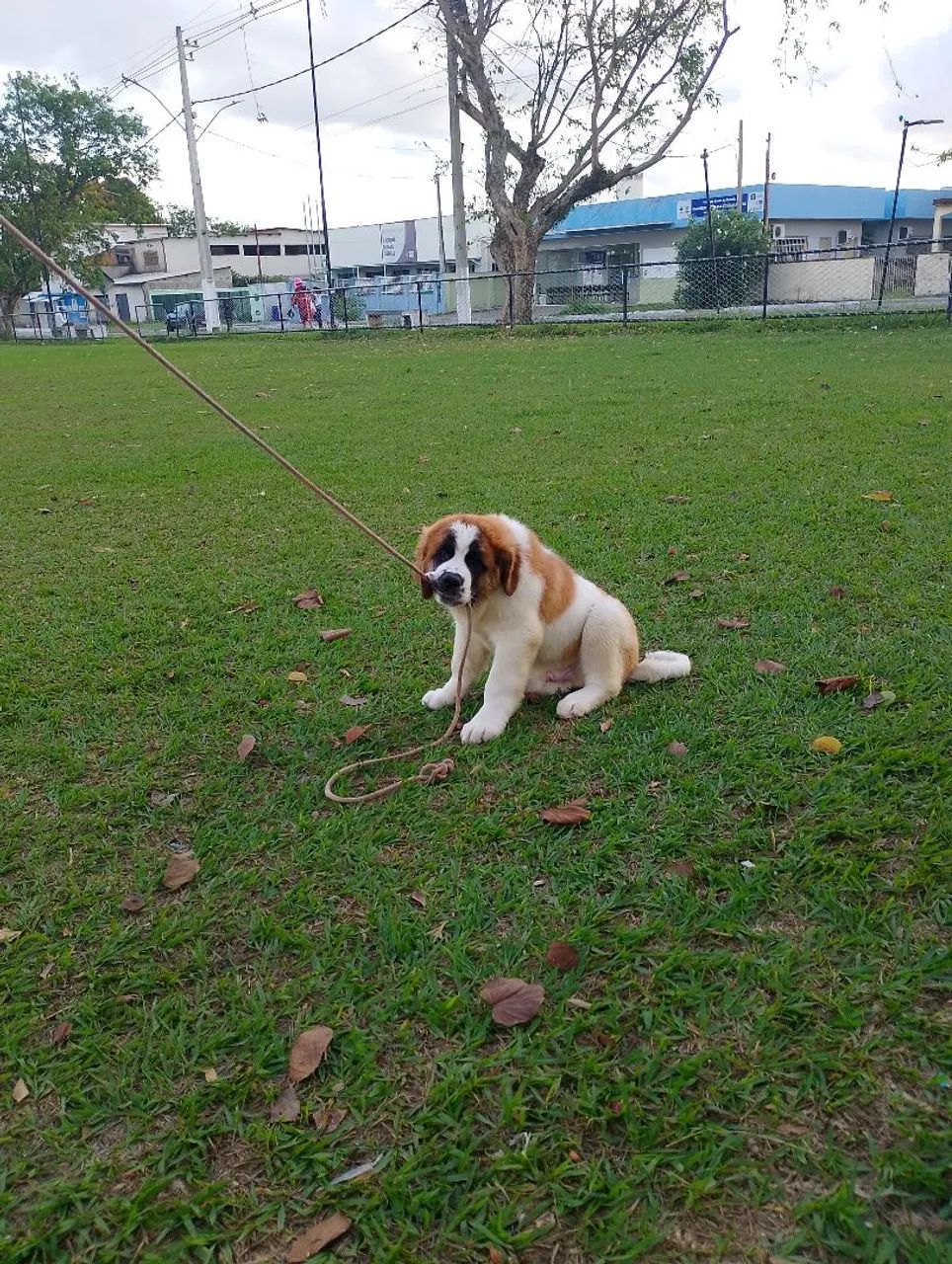 Cachorro  - Foto 3