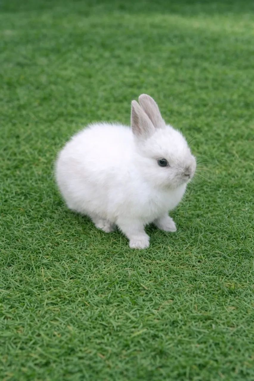 coelho anão netherland dwarf importado - Foto 6