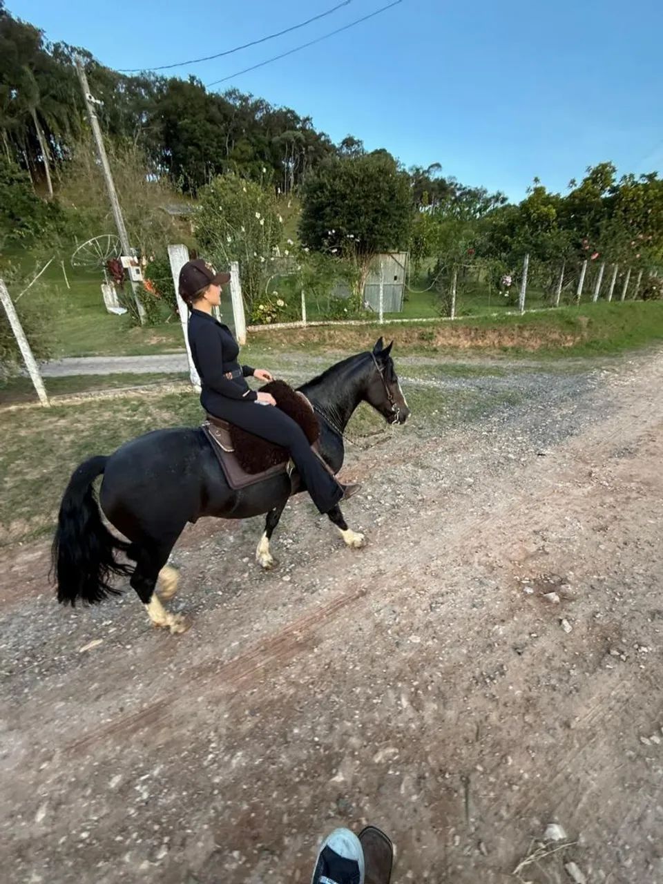 Cavalo - Foto 3
