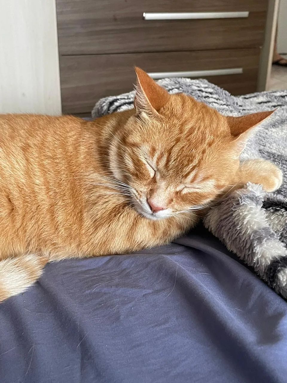 Doa-se gatas fêmeas castradas