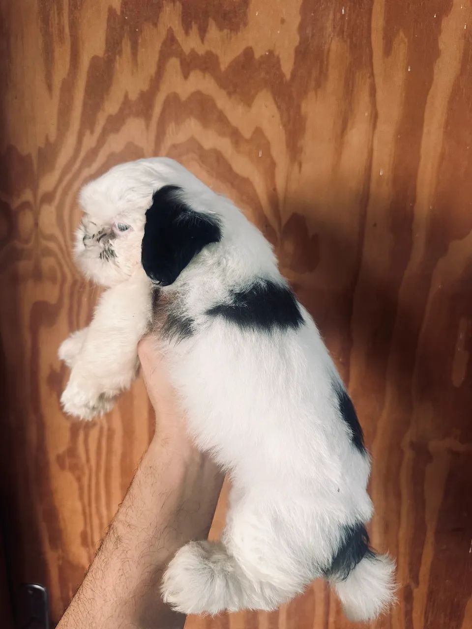 Shihtzu  - Foto 3