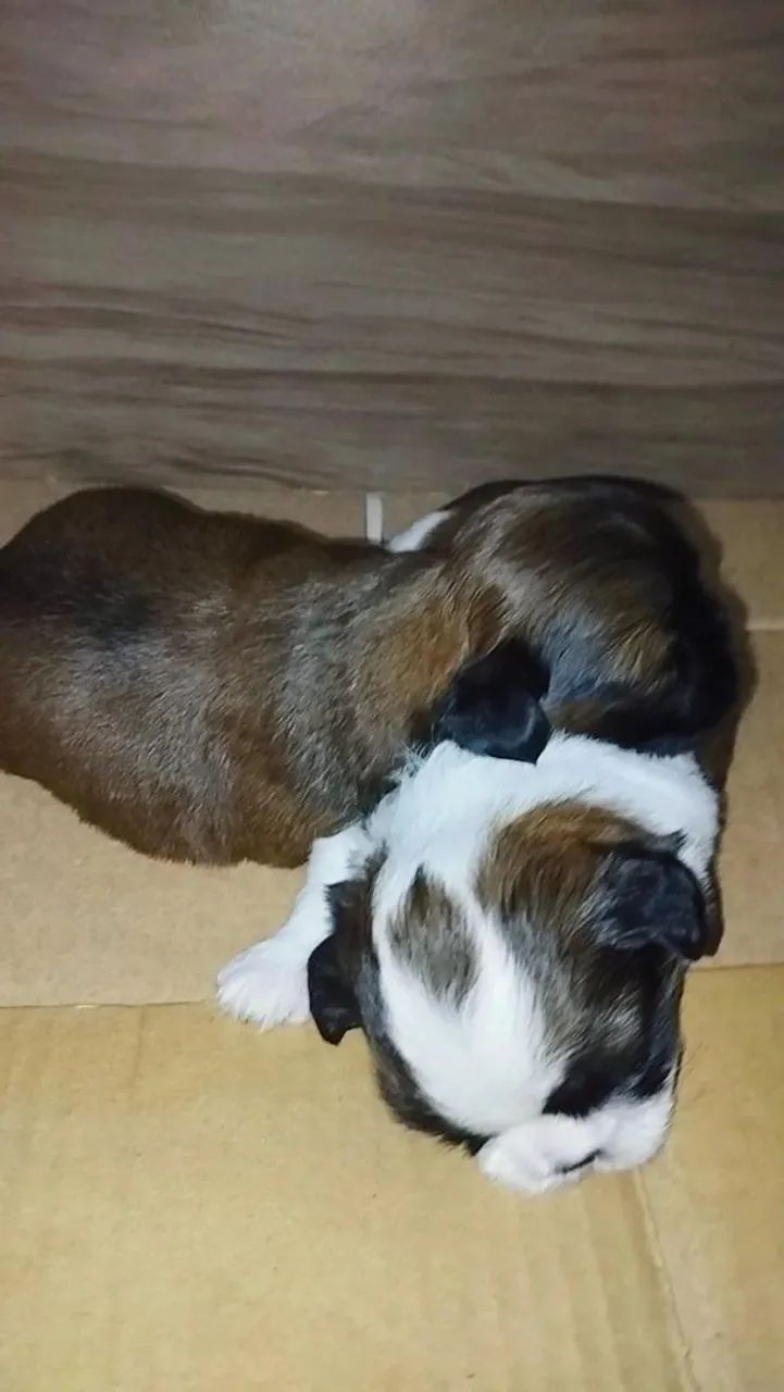 Vende-se  - Foto 2