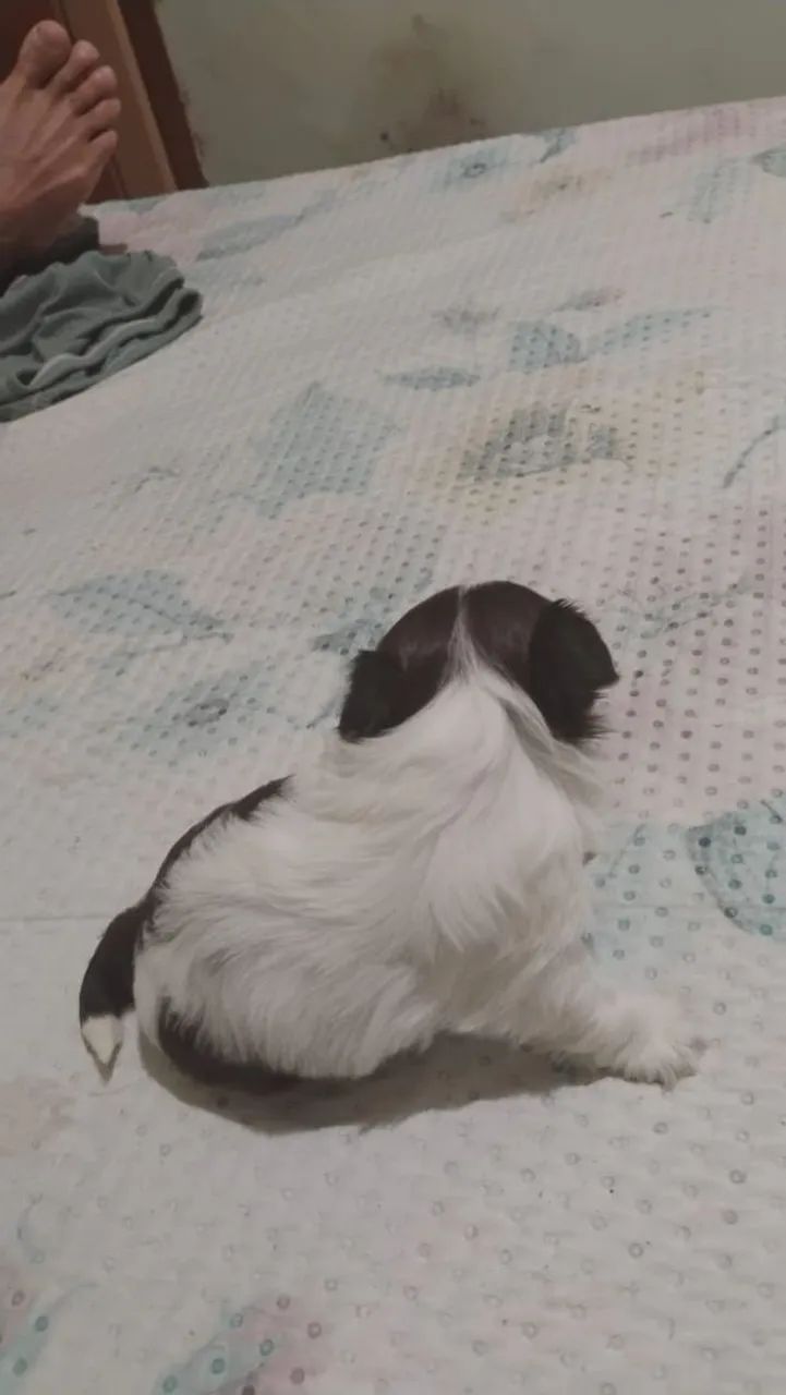 Shitzu Chocolate Figado - Foto 2