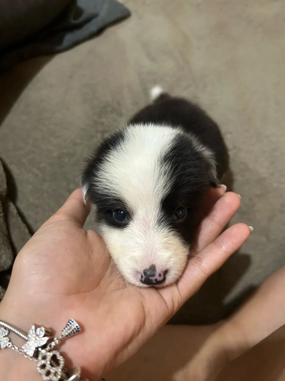 Filhotes de Border collie  - Foto 4