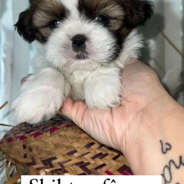 Lindos exemplares de Shih Tzu disponíveis