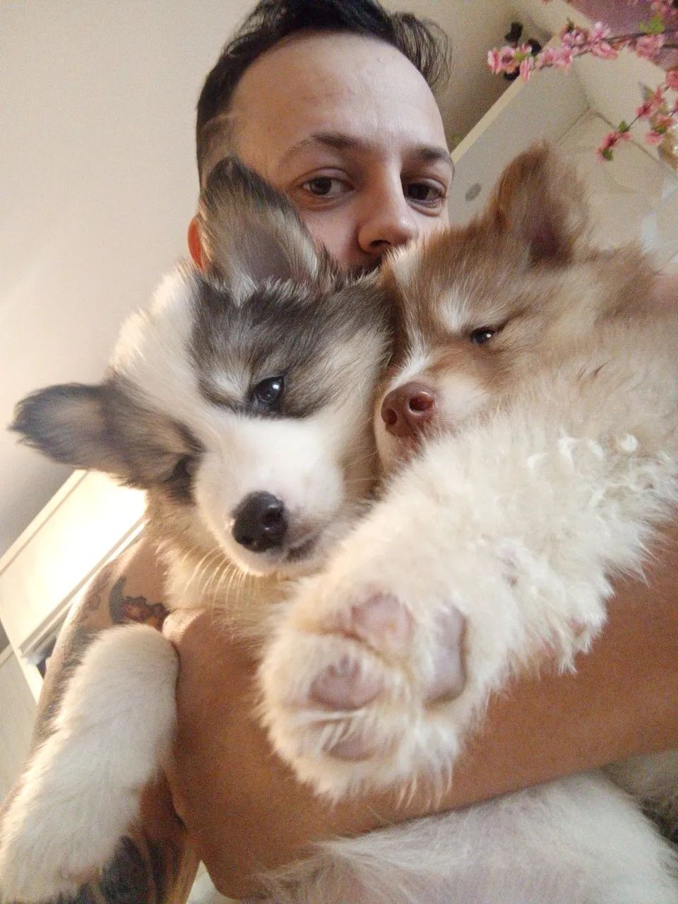 Husky puro - Foto 4