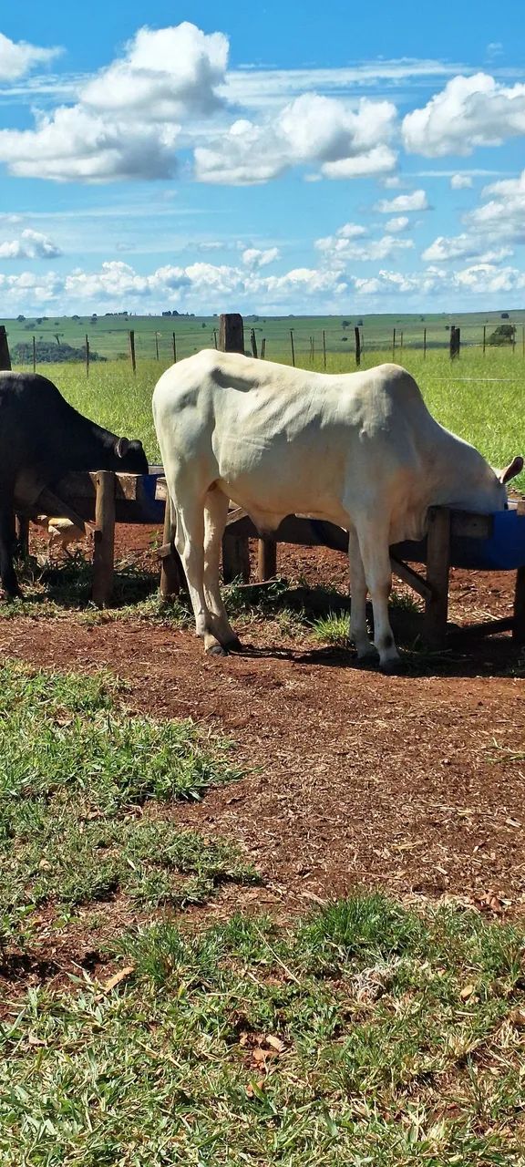 Vendo esse gado - Foto 2