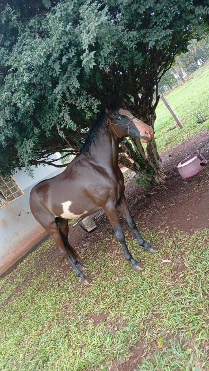 Cavalo novo bom de sela 