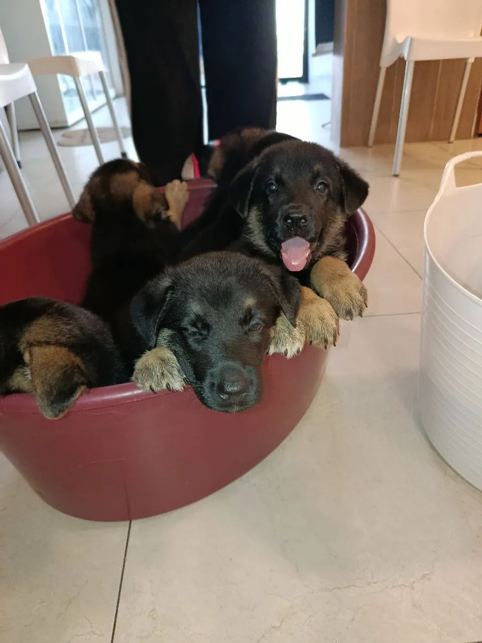 Pastor Alemão Capa Preta