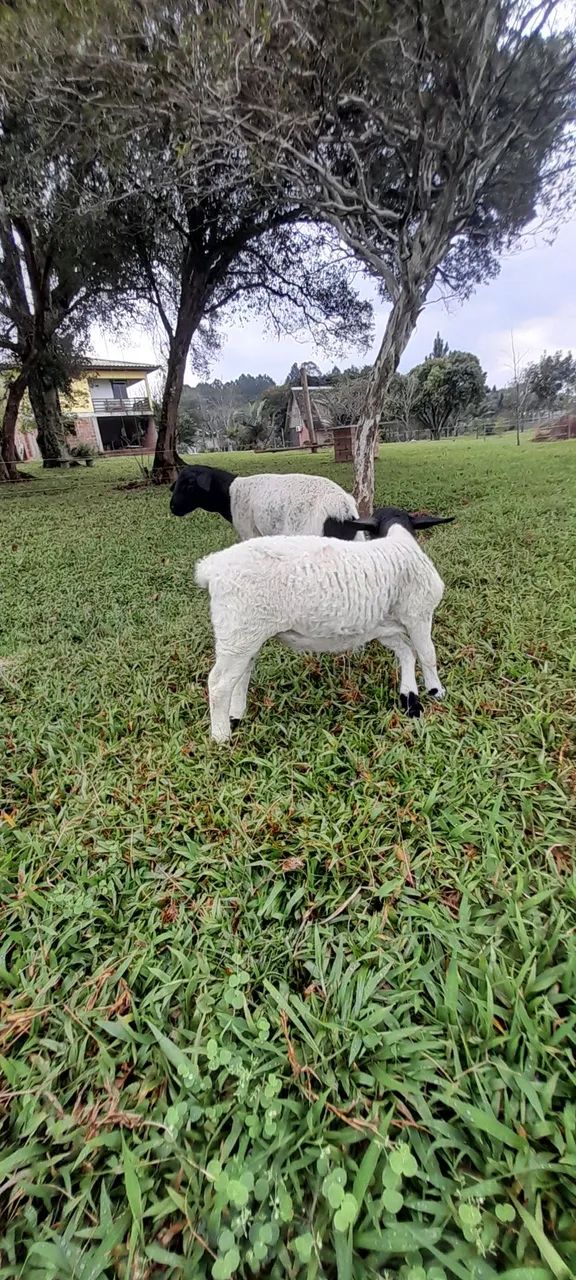 Vendo barato ovelhas dorper  - Foto 5