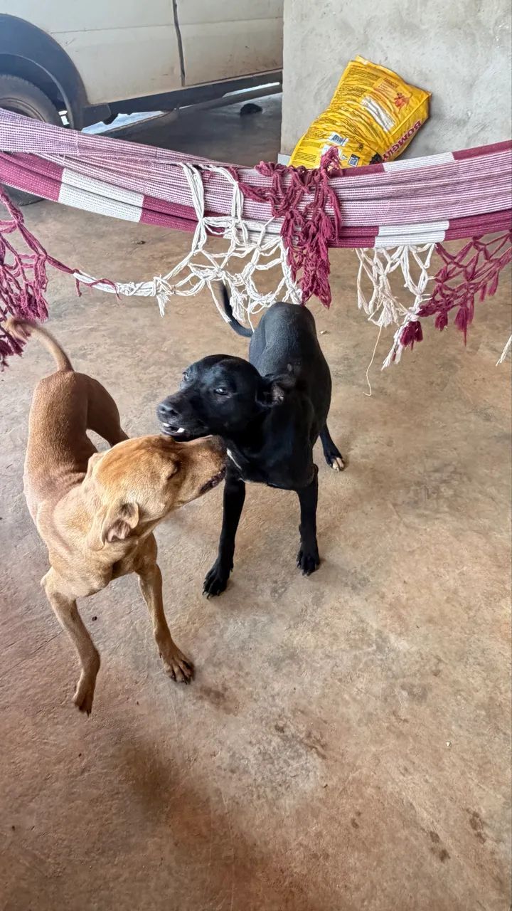 Doação de cachorros - Foto 3