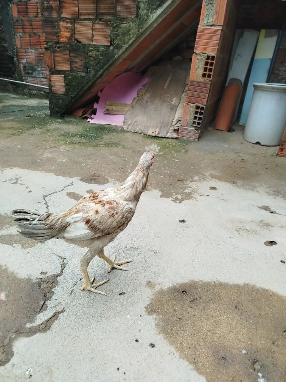 Galinha índio gigante  - Foto 6