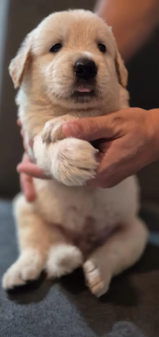 Filhote Golden Retriever  - Foto 3
