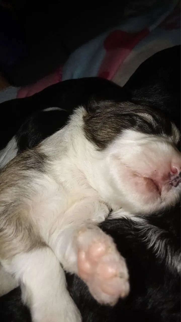 Shitzu  - Foto 5