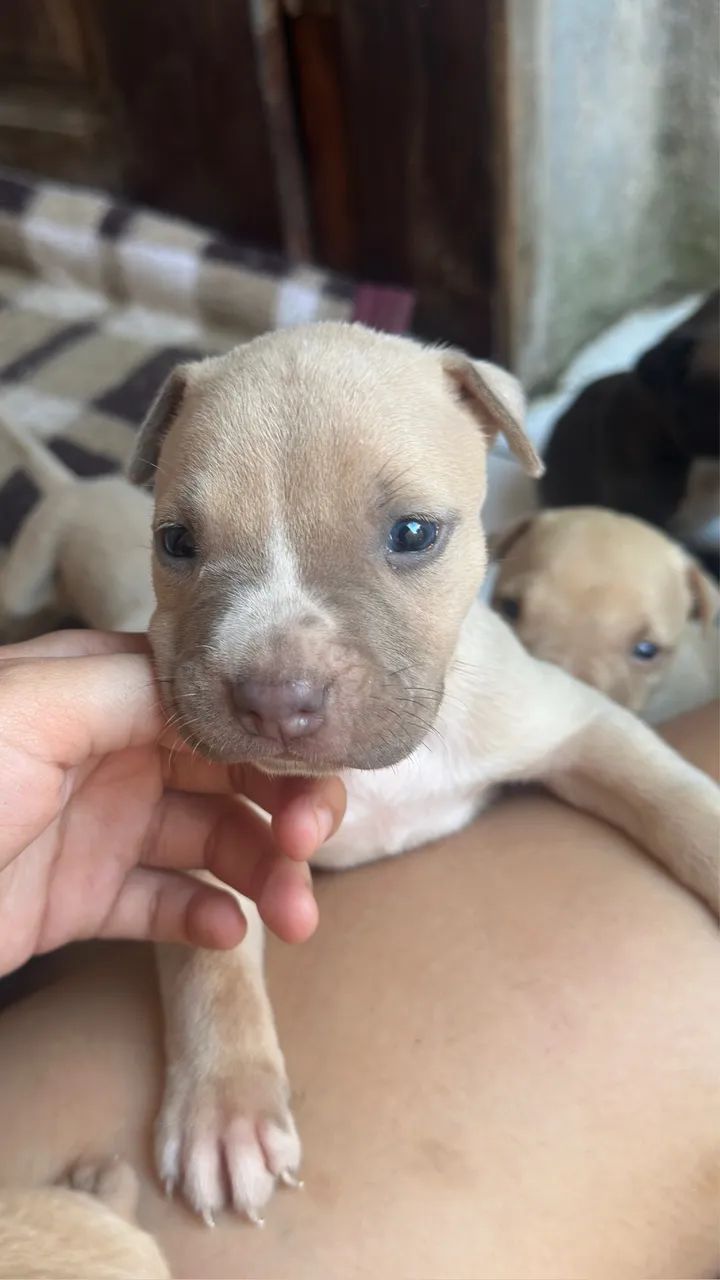 Vendo Pitbull puro  - Foto 5