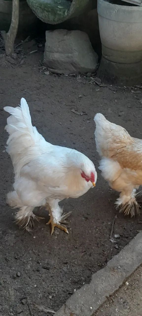 Frango brahma White  - Foto 3