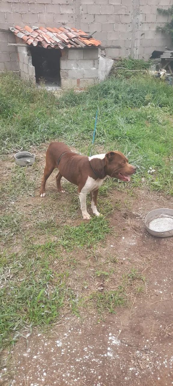 Pitt bul - Foto 3