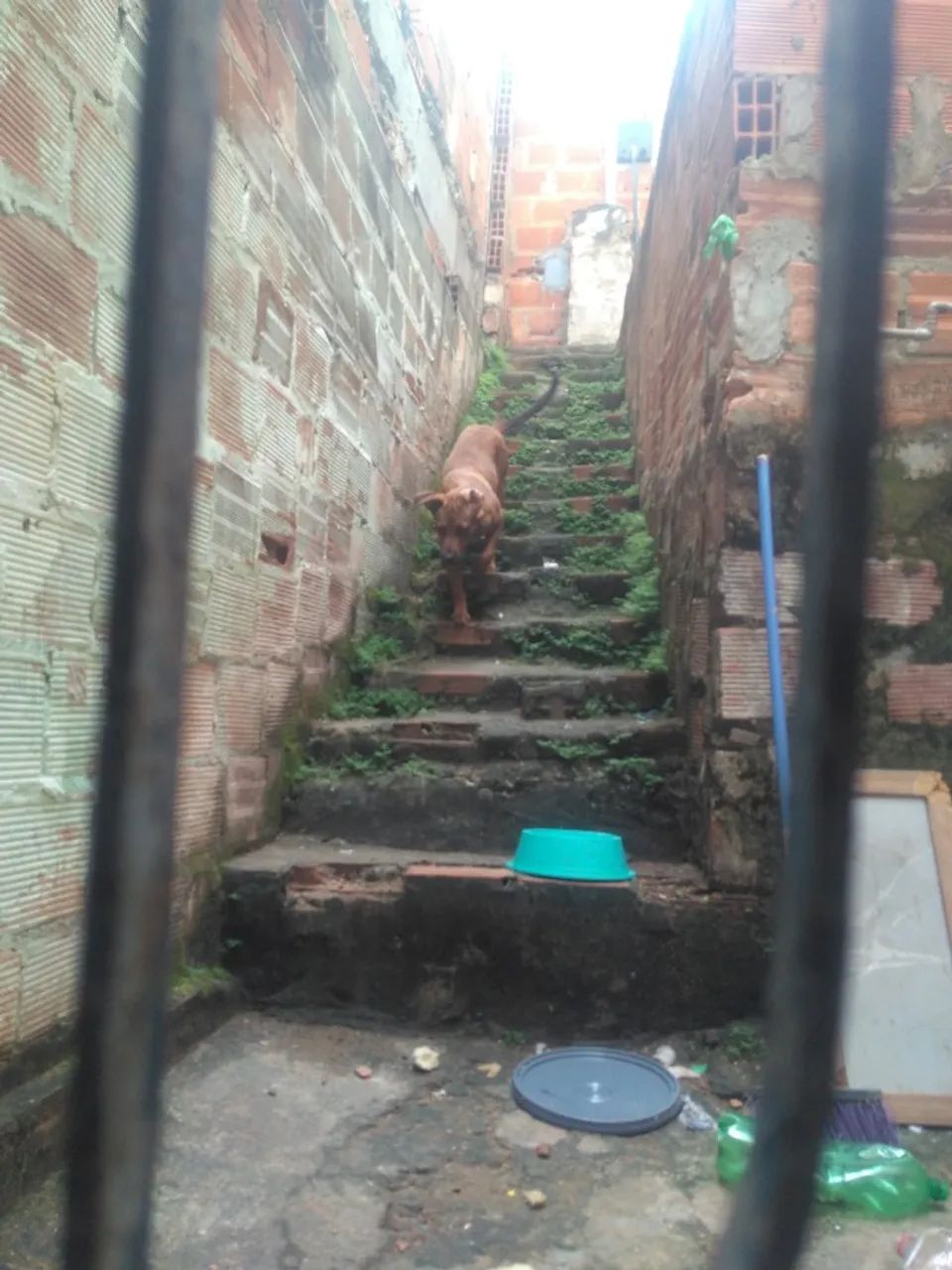 Cachorro fila - Foto 3