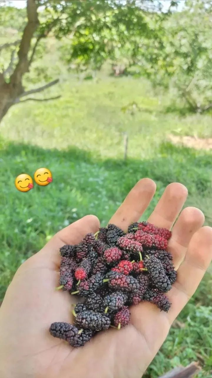 Muda de Amora já produzindo - pode plantar em vaso - Foto 5