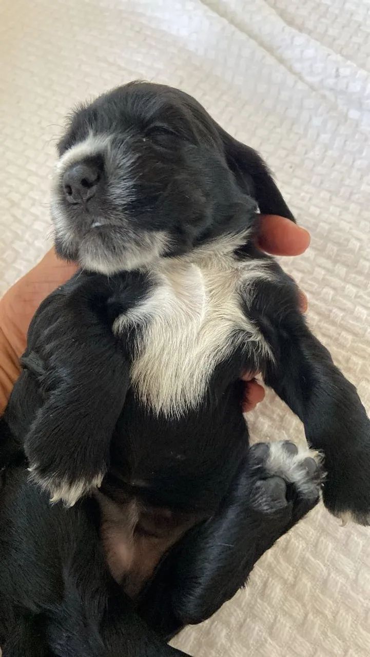 Filhotes de Cocker Spaniel Inglês à venda  - Foto 2