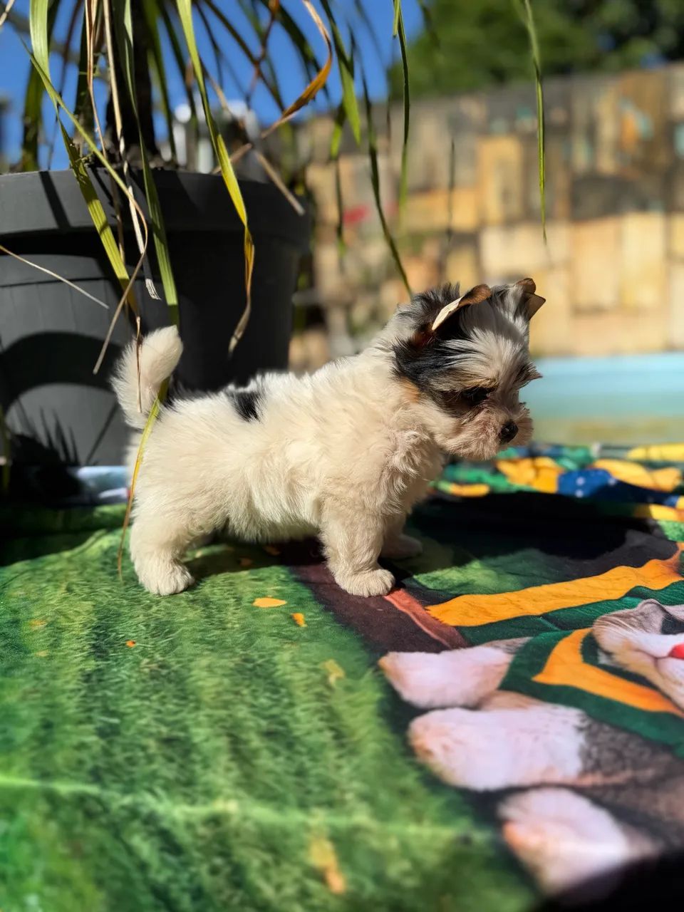 Biewer Terrier  Filhotes  - Foto 5