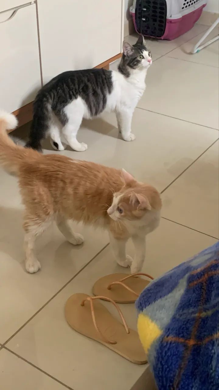 Doa - se lindos gatos (8 meses) - Foto 3