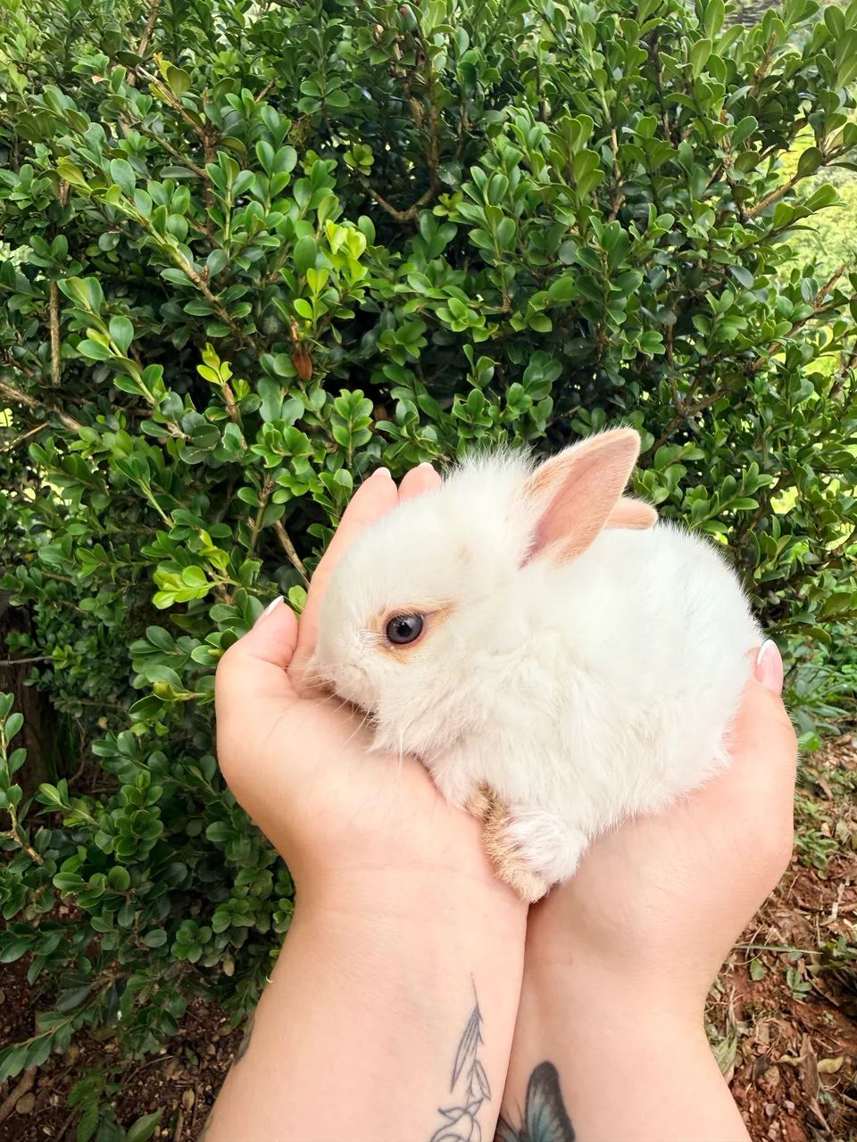 Vendo coelhos mini laion anão  - Foto 4