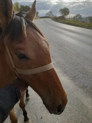 Potro. A. Venda  - Foto 2