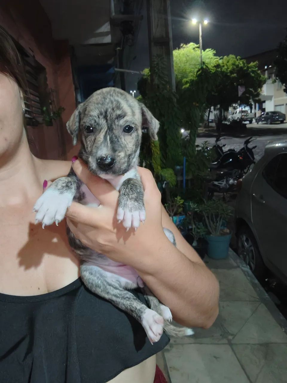 Cachorrinha  - Foto 2