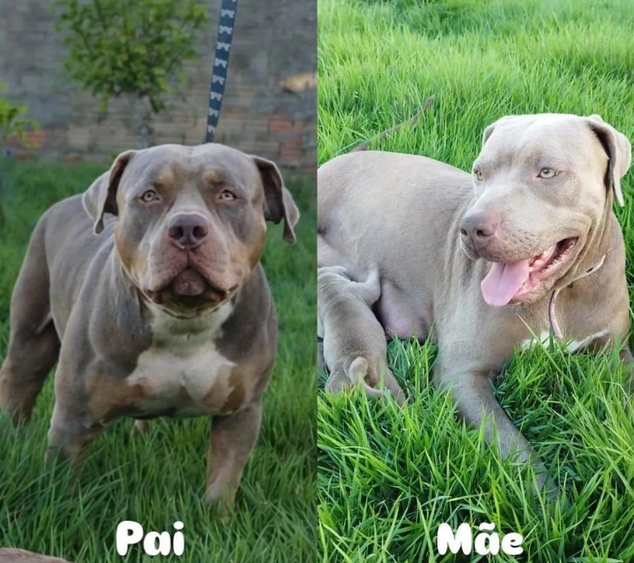 Filhotes de PitMonster. - Foto 2