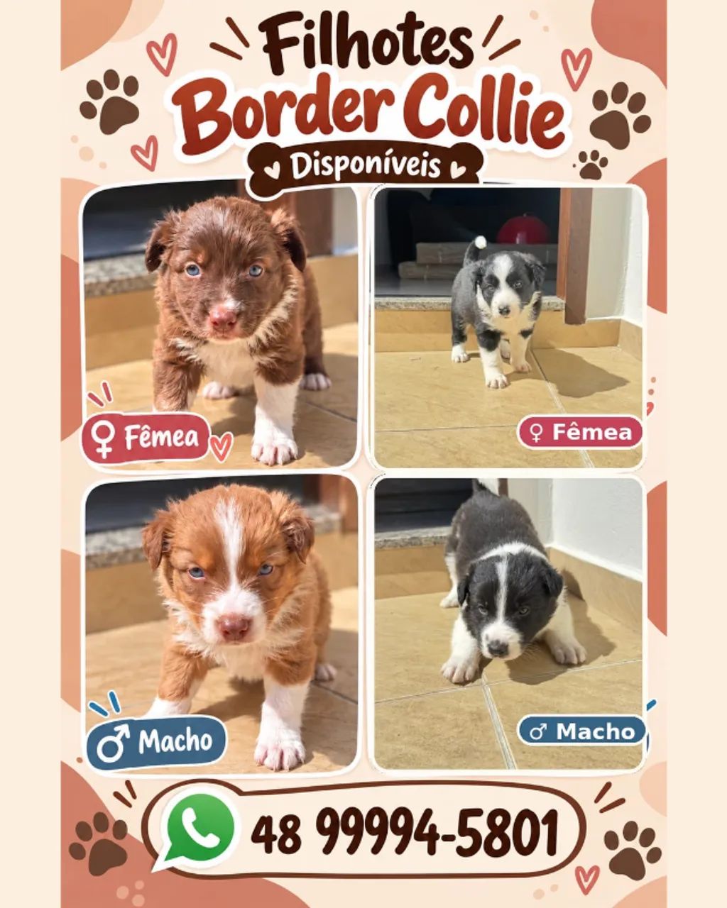 Border Collie Rott Filhotes de Border Collie - Cachorros - Vila Floresta II, Criciúma ...