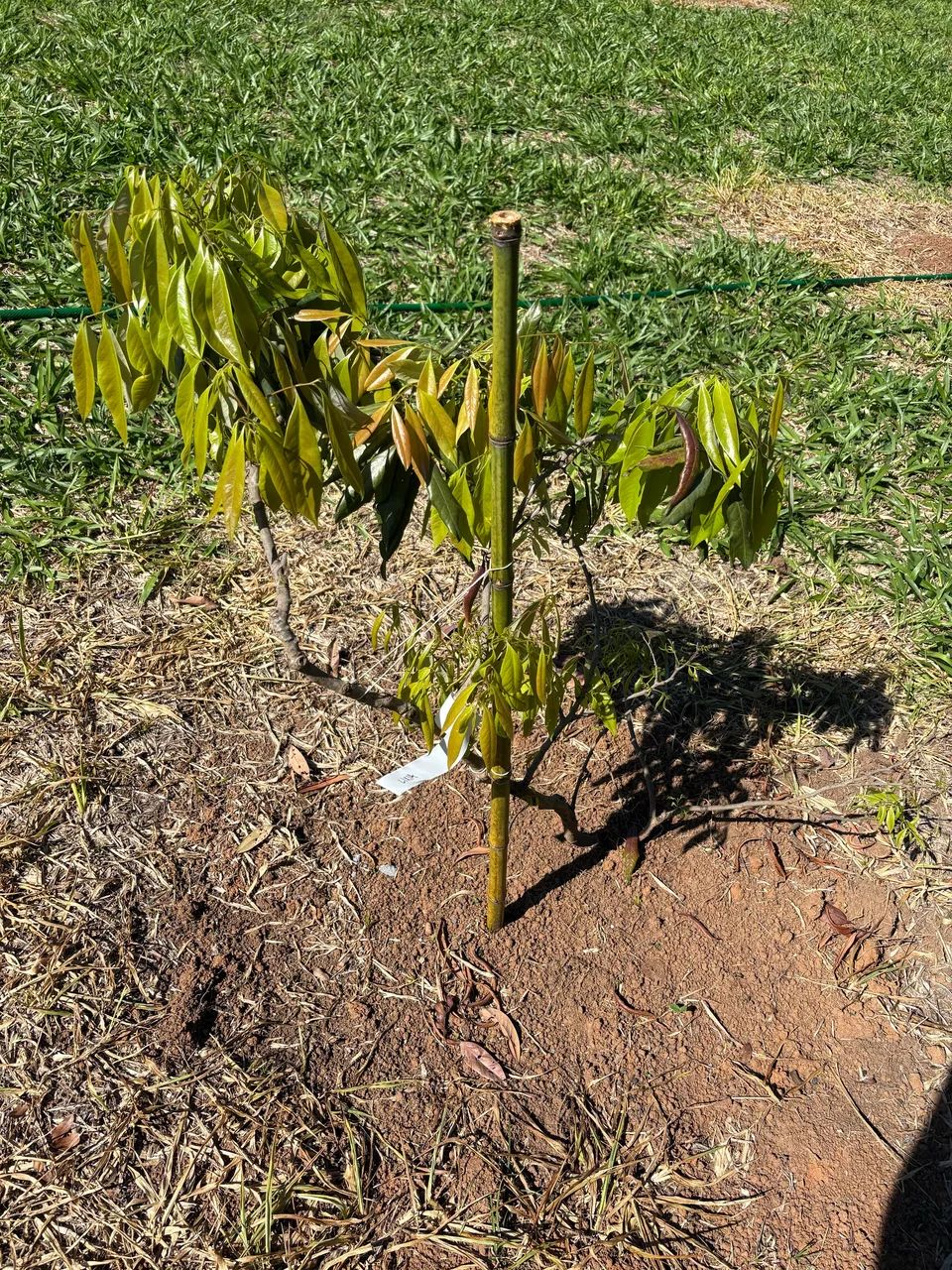 TERRENO PRONTO PARA CONSTRUIR  - Foto 5
