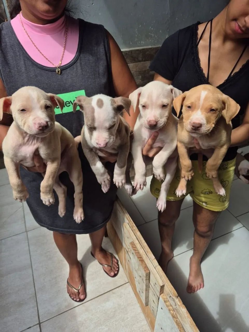  pitbul com pitmonster  - Foto 4