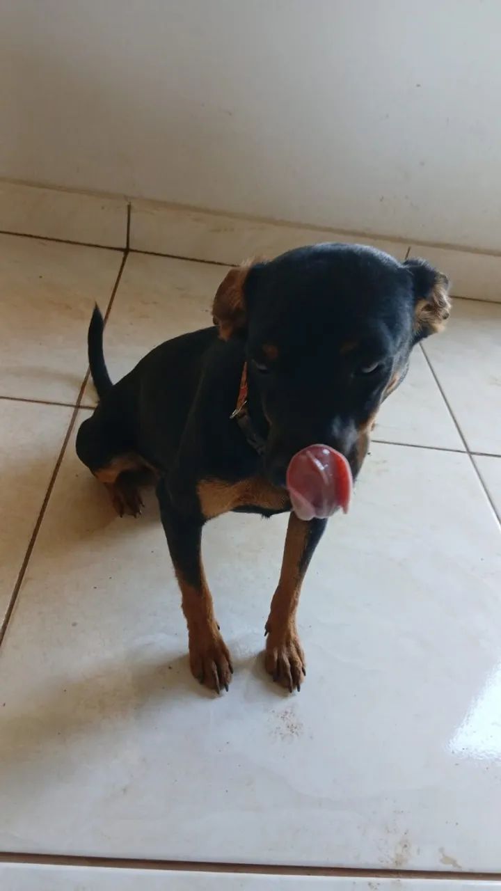 Doação de Cachorro - Foto 3