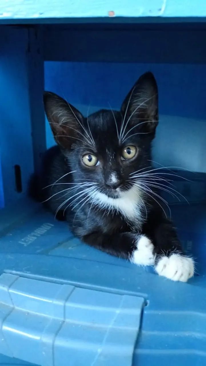 Gatos para doação  - Foto 2