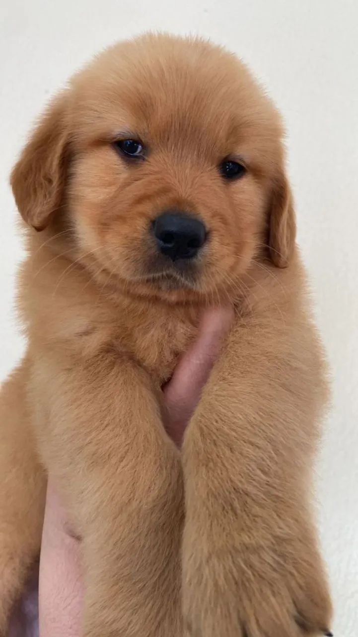 Golden Retriver macho lindo