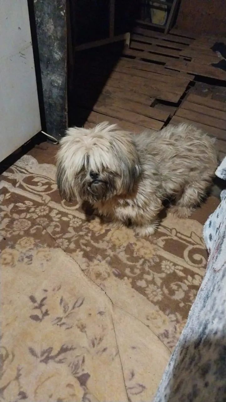 Cachorra  - Foto 2