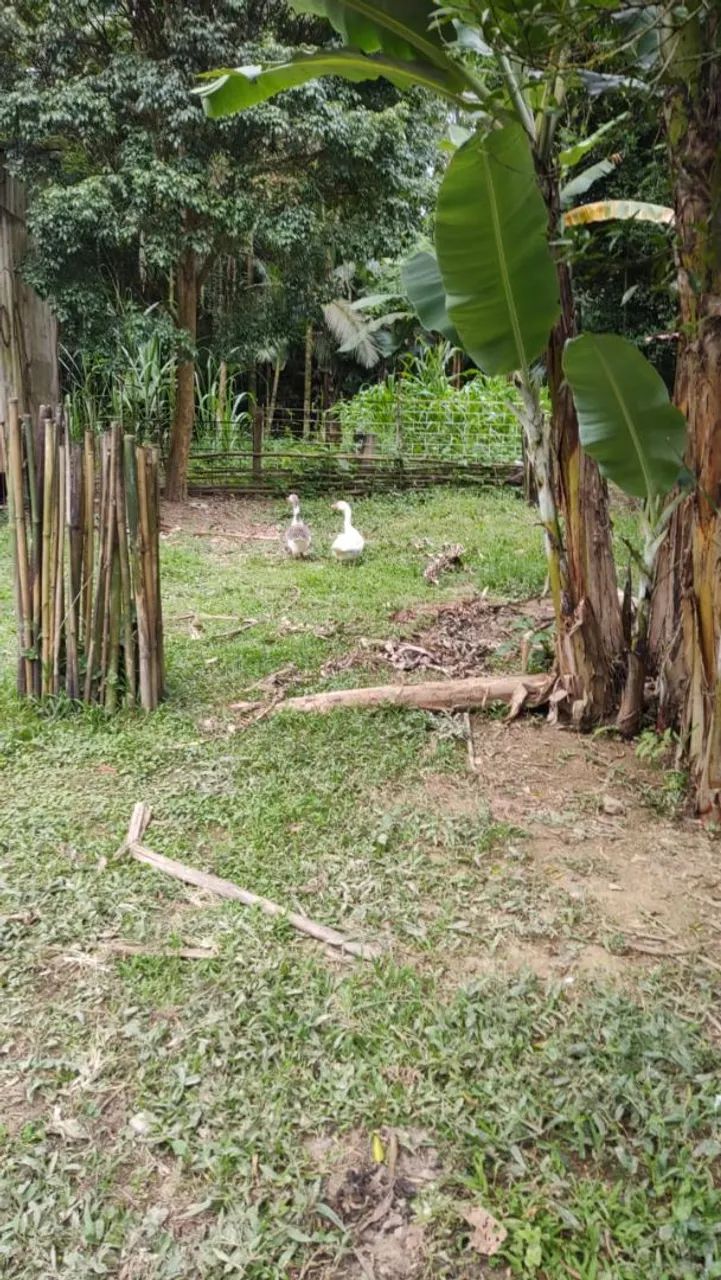 Vendo casal de gansos
