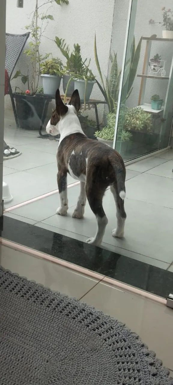 Vendo Bull terrier  - Foto 3