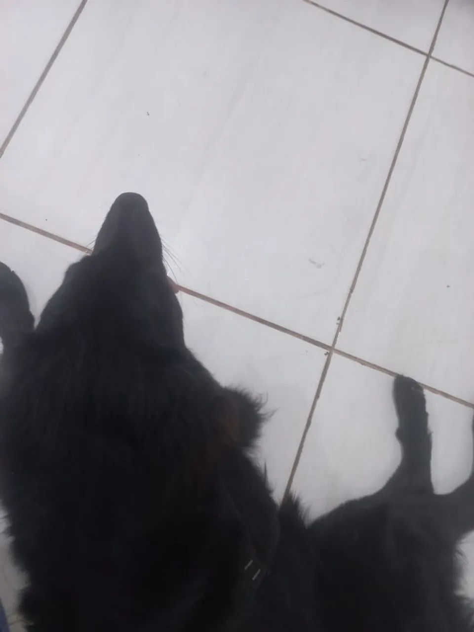 Estou doando - Foto 2