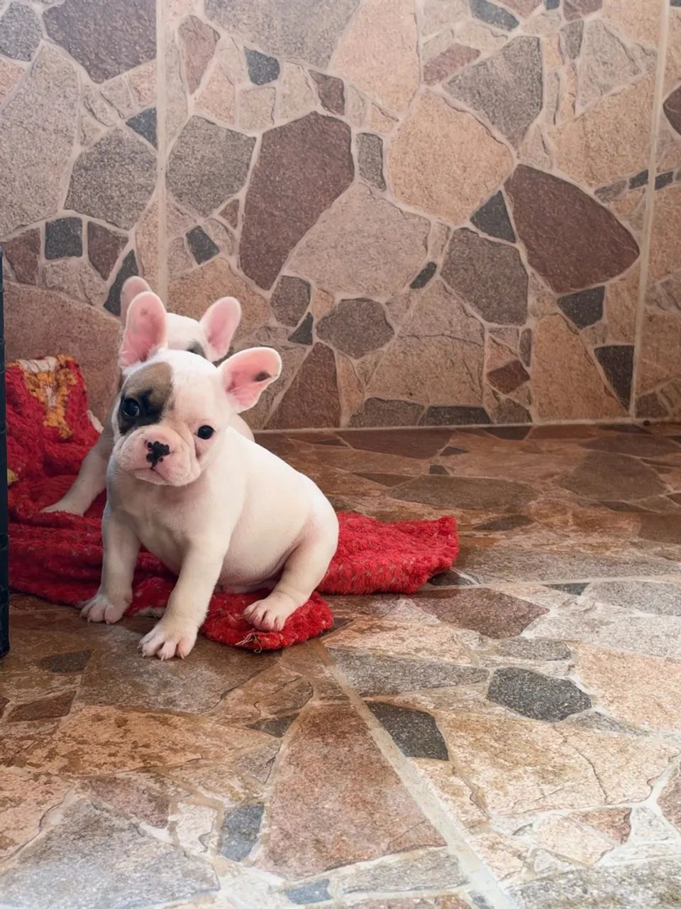 Bulldog francês  - Foto 3