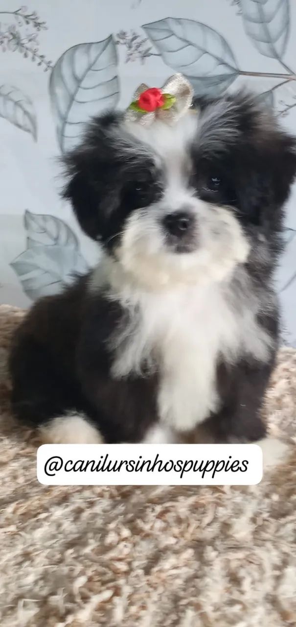 lhasa apso perfeitos bebes pronta entrega  - Foto 3