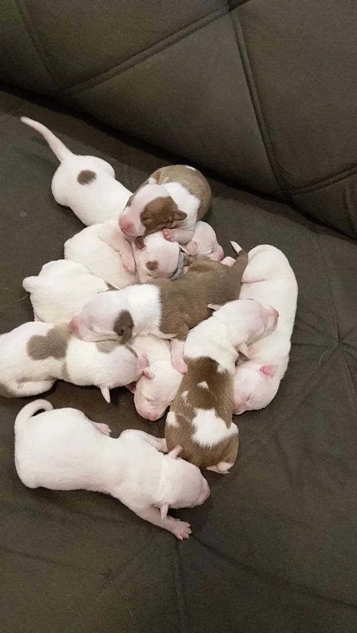 Filhote  de pitbul  - Foto 3