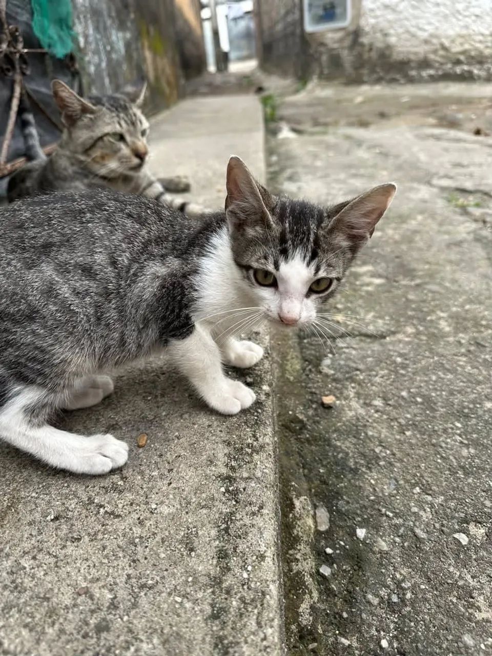 Gatinhos para doação  - Foto 4