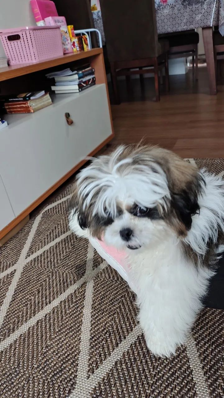 Cão shih Tzu