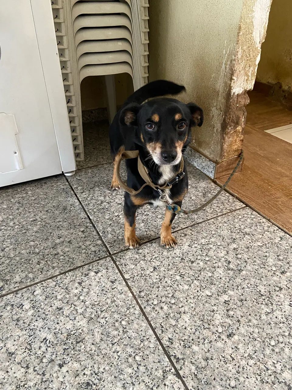 Doação de cachorro - Foto 2
